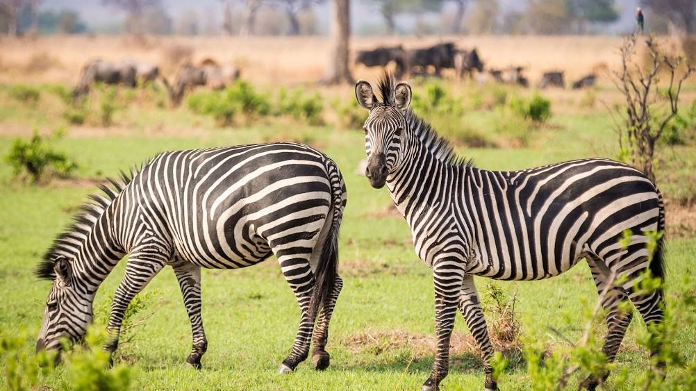Mikumi National Park